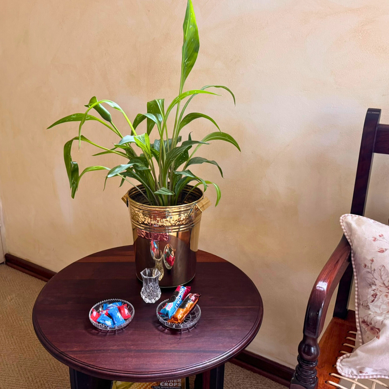 Unit 2 Standard Twin Room Inside